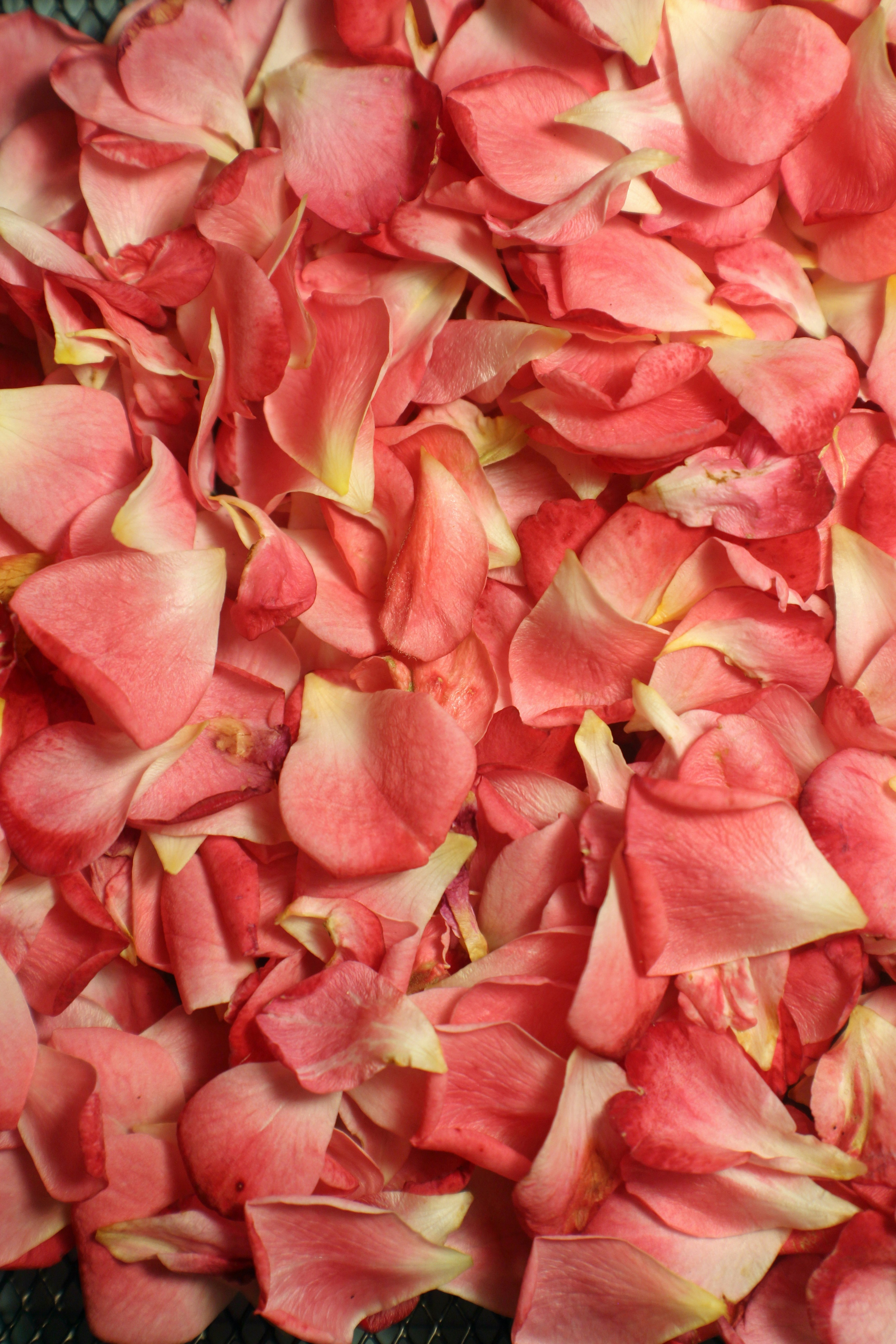 Rose Flower Oil/Extract